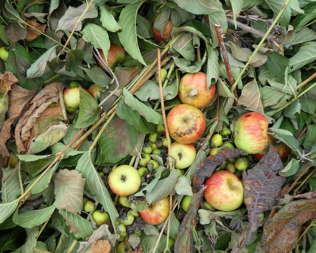 Déchets organiques